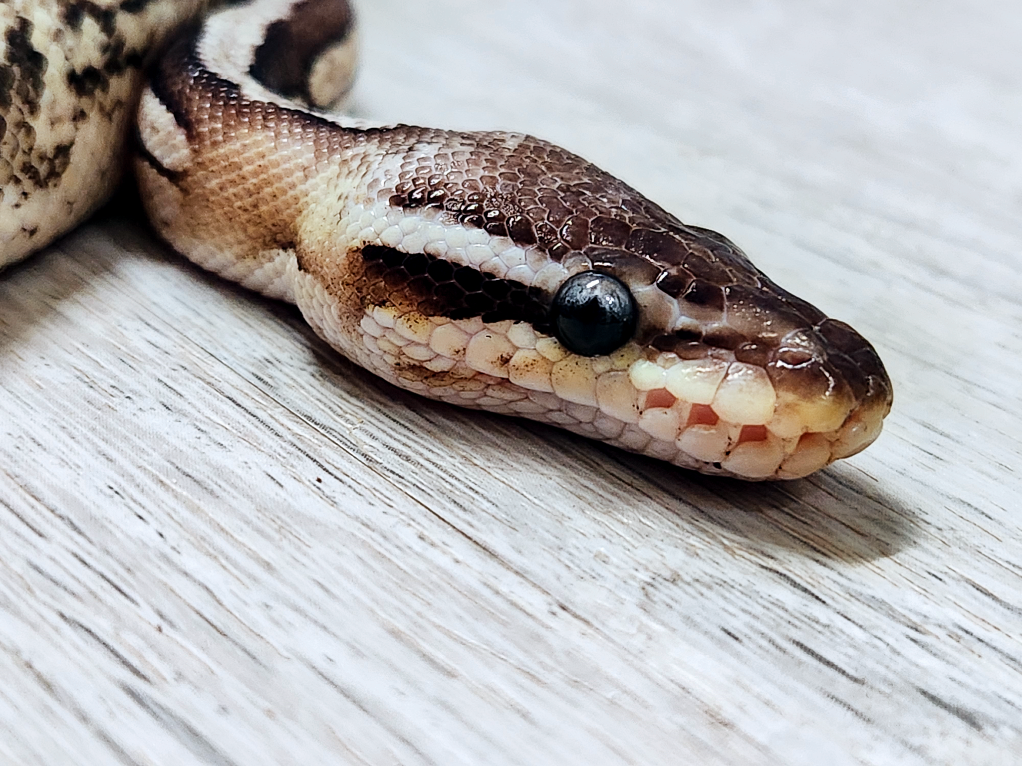 Close-up ball python used in G&R branding
