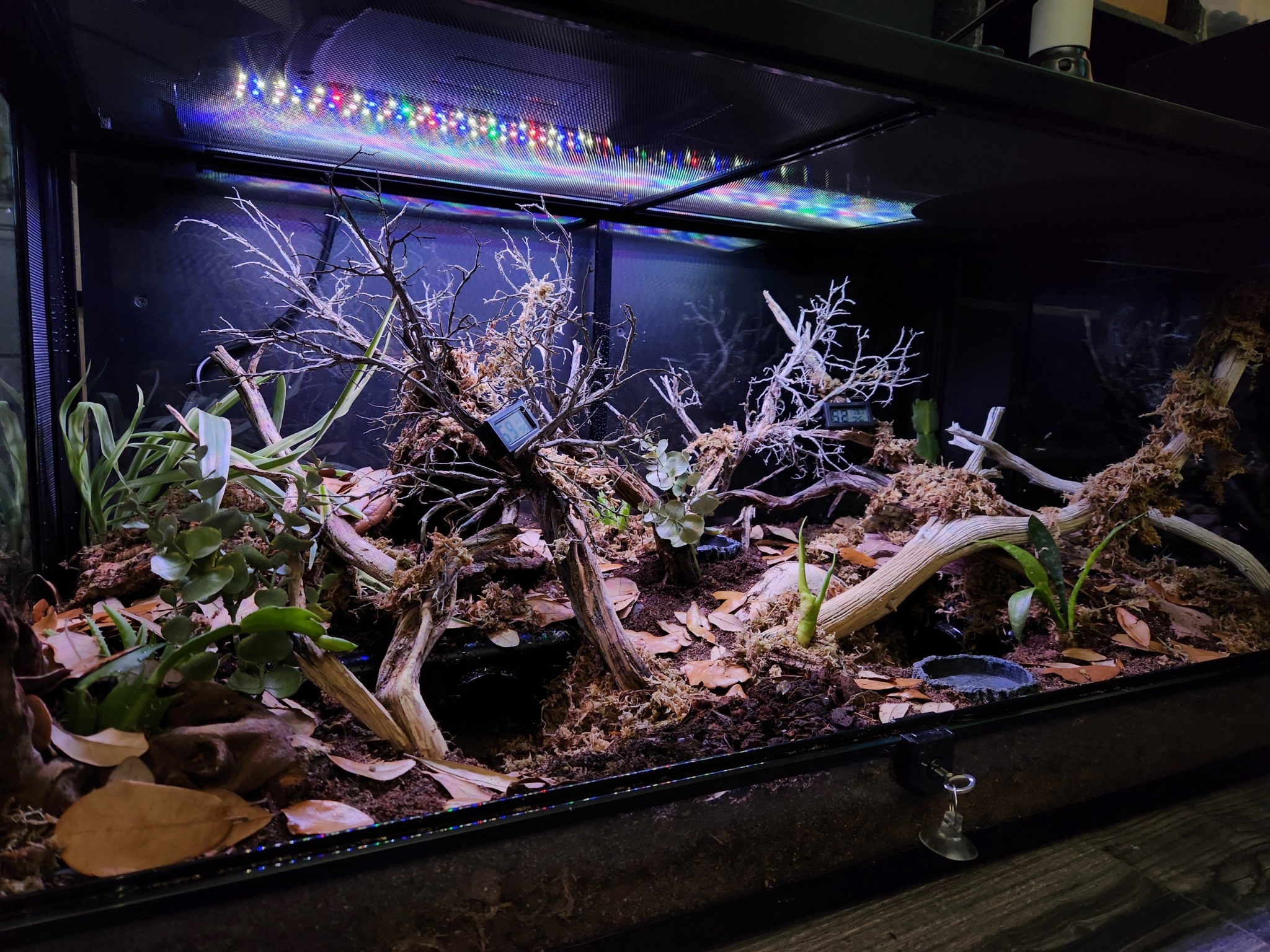 Finished naturalistic reptile enclosure