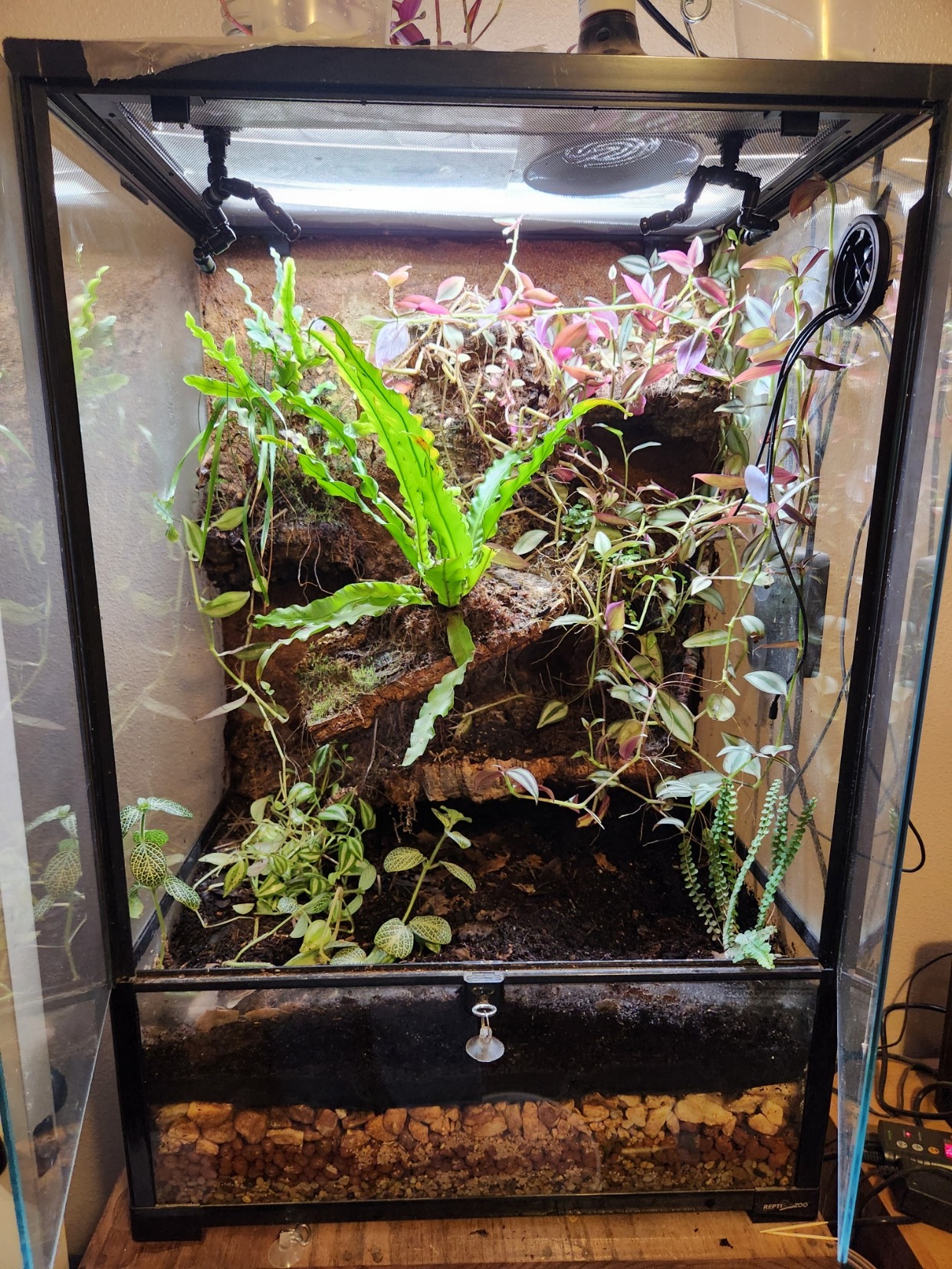 Tall planted bioactive reptile enclosure