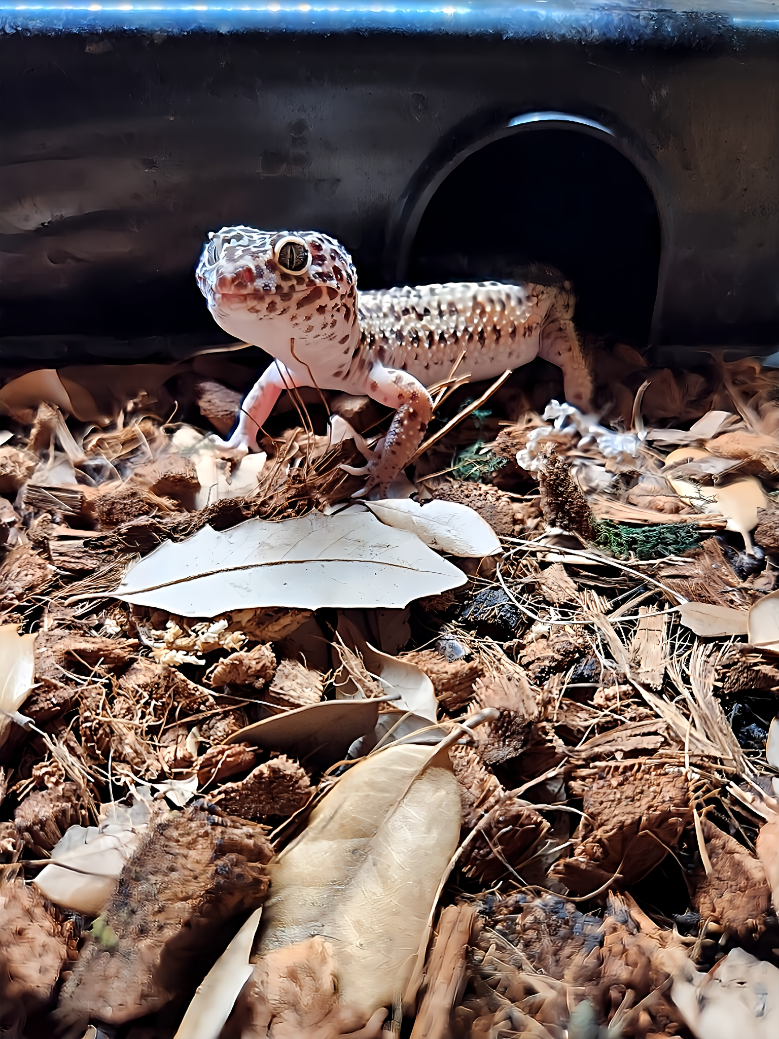 Leopard gecko in naturalistic enclosure